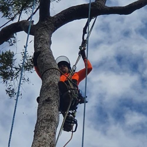 Professional arborist in harness trimming a tall tree in Brisbane