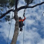 Professional arborist in harness trimming a tall tree